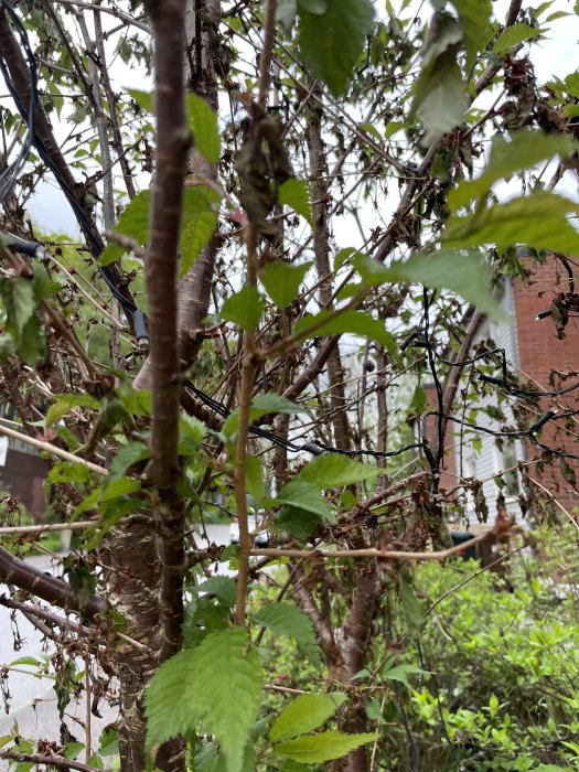 Japanskt körsbärsträd med vissna blommor och gröna blad, utan tecken på frostskador.