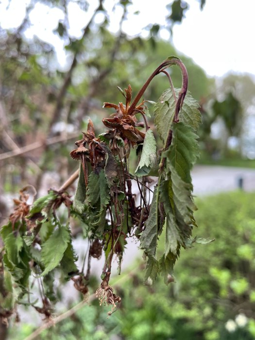 Vissna blommor och blad på ett japanskt körsbärsträd efter blomningen.