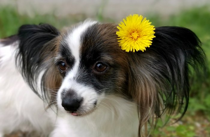 Papillonhund med en maskros i pälsen ser in i kameran.