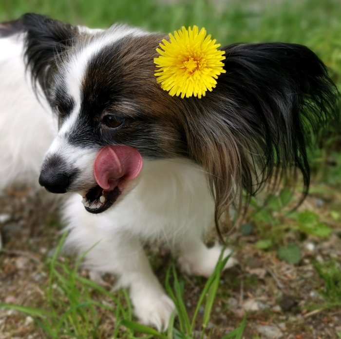 Hund med tungan ute och en maskros i pälsen på huvudet.