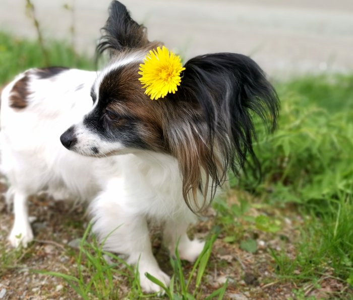 En papillonhund med en maskros i pälsen på huvudet.