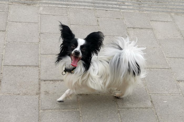 Svartvit hund med fluffig päls och yvig svans ser glad ut på en trottoar.