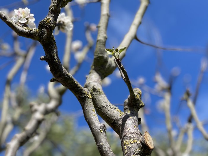 Grenar på ett träd med några små blad och blomknoppar mot en klarblå himmel.