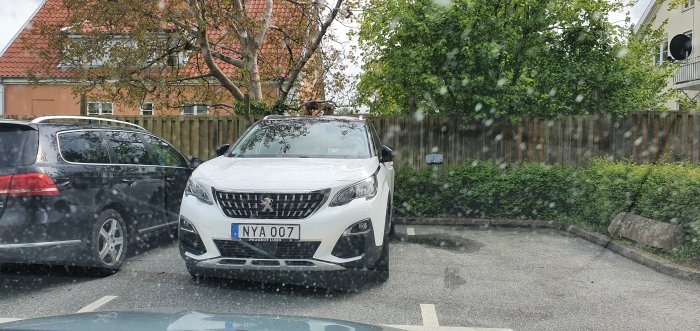 Parkering med en katt på taket av en vit Peugeot i regnigt väder.