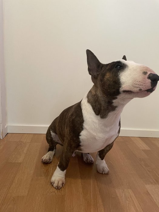 Bullterrier som sitter inomhus och tittar uppåt.