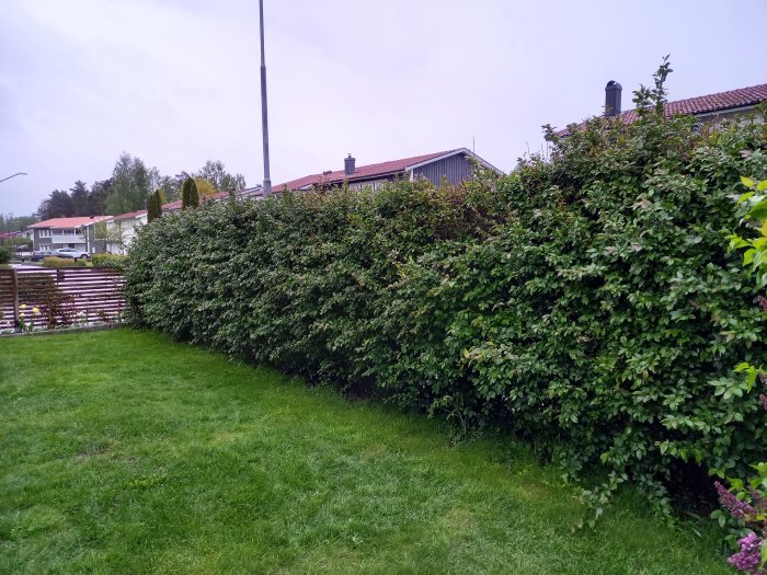 Häck av häckoxbär intill en gräsmatta med tecken på sjukdom och viss ojämn tillväxt.