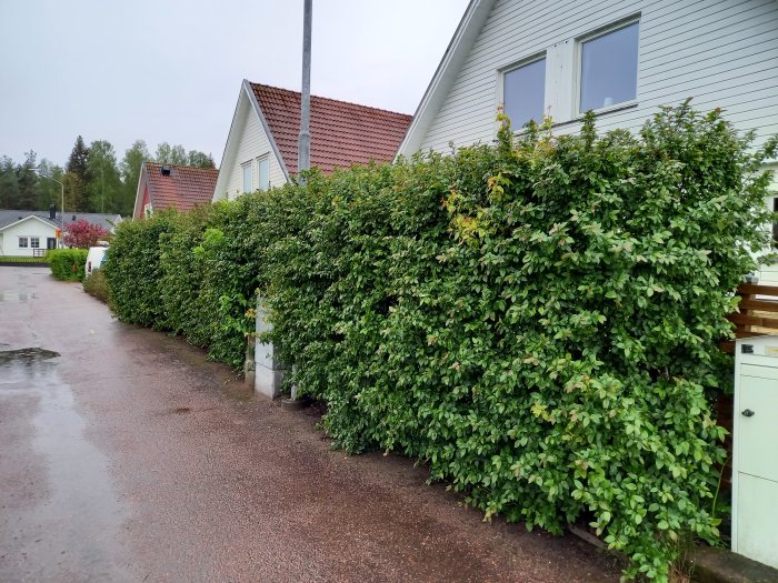 Häck av häckoxbär längs med en gata, med tecken på bladgulfning och bruna fläckar, bredvid en grusväg.