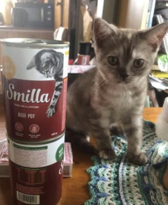 Kattunge vid namn Smilla intill en Smilla-kattmatsburk med bilden av en katt på.