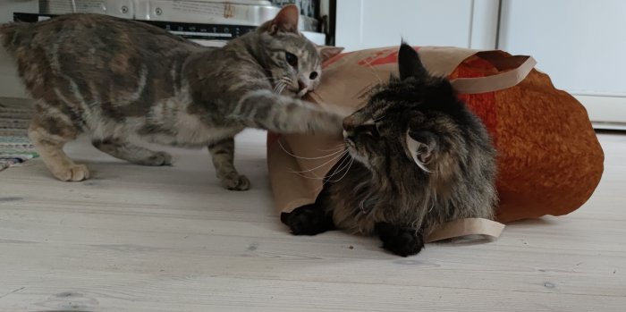 Ett långhårigt katt syskon puttandes en tabby katt som gömmer sig i en papperspåse.