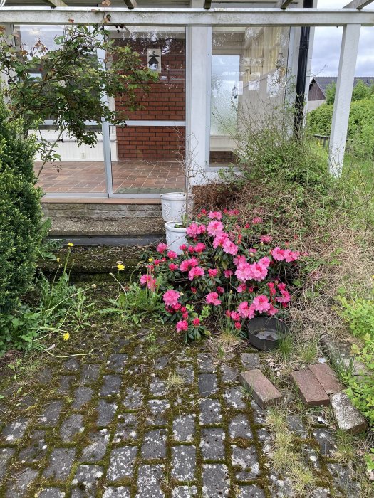 Övervuxen trädgång med högt gräs och blomstrande buskar vid ett växthus.