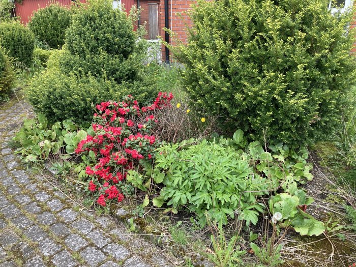 Övervuxen trädgård med högt gräs, buskar och blommande röda blommor längs en stenbelagd gång.