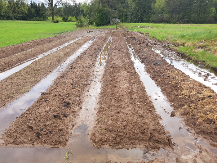 Översvämmade upphöjda potatisplantor med vattensamlingar, mot en grön gräsmattsbakgrund.