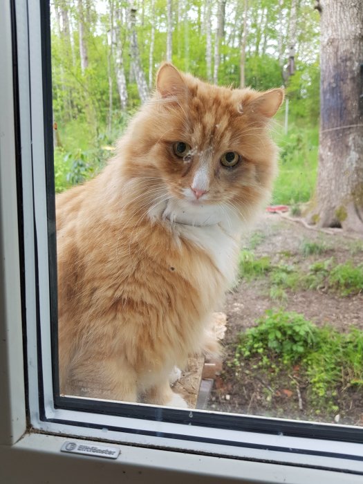 Orangevit katt som tittar in genom ett fönster utomhus med träd i bakgrunden.