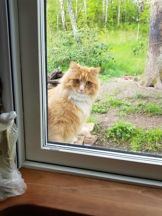 Orangevit långhårig katt tittar in genom ett fönster, med trädgård i bakgrunden.