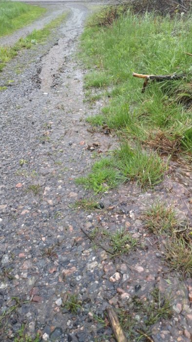 Vattenansamling och erosion längs grusväg efter regn, med grön växtlighet vid sidan.