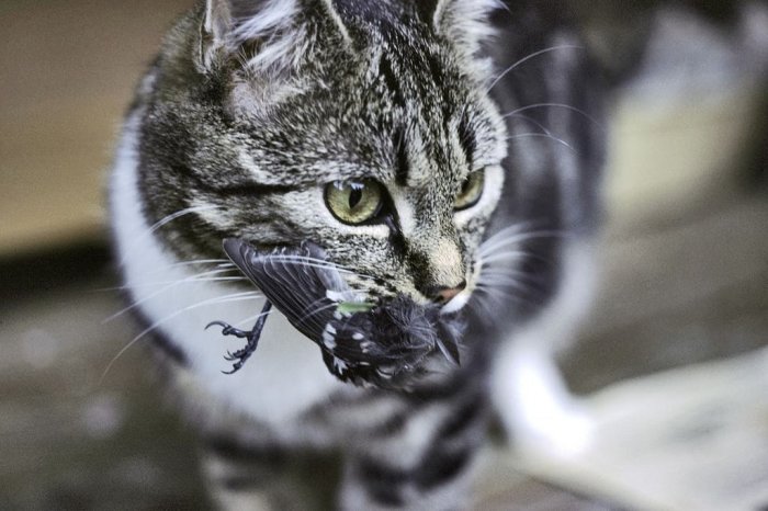 Tamkatt med fjäder i munnen, antydande till jakten på småfåglar.