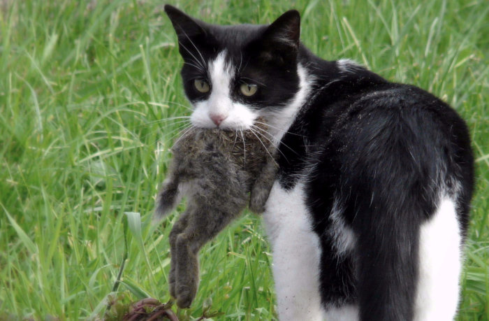 Svartvit katt som håller en död vildkanin i munnen på en gräsmatta.