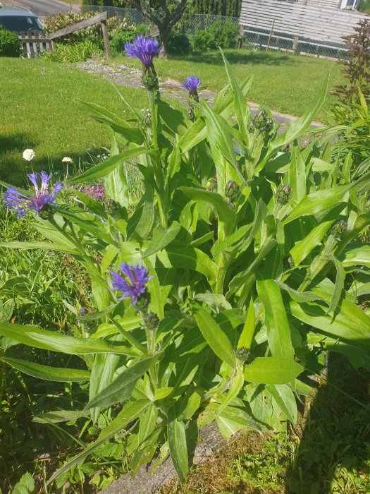 Blommande lila klint och gröna blad mot en trädgårdsbakgrund med gräsmatta och staket.