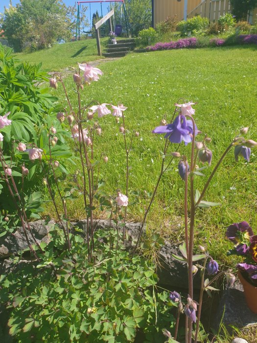 Aklejor i olika nyanser av rosa och lila i en trädgård med grönt gräs och hus i bakgrunden.