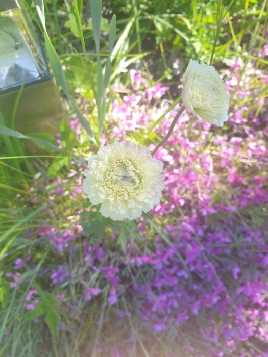 Vit blomma i förgrunden med suddiga aklejor i olika nyanser av lila och gröna blad i bakgrunden.