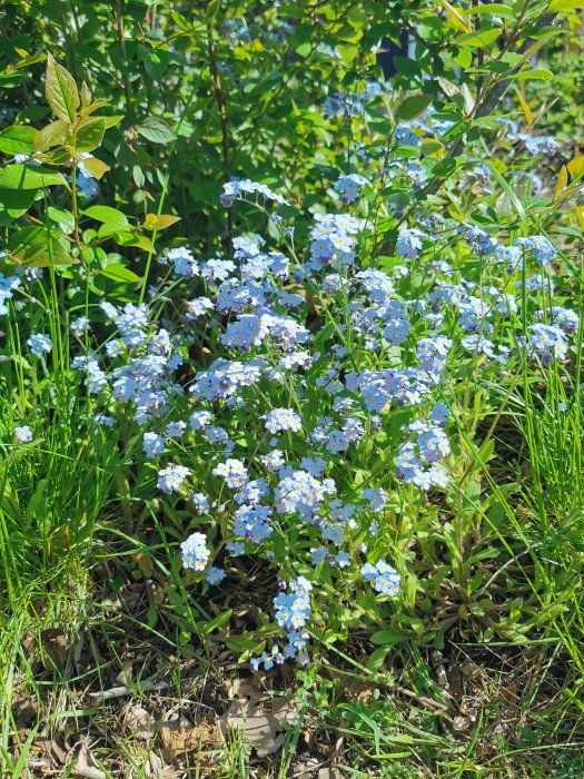 Blå och vita blommor av okänd sort i grönt gräs och vegetation.