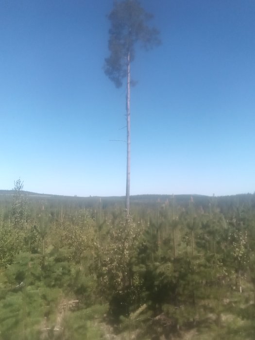 En ensam gammal tall dominerar landskapet av yngre träd mot en klarblå himmel.