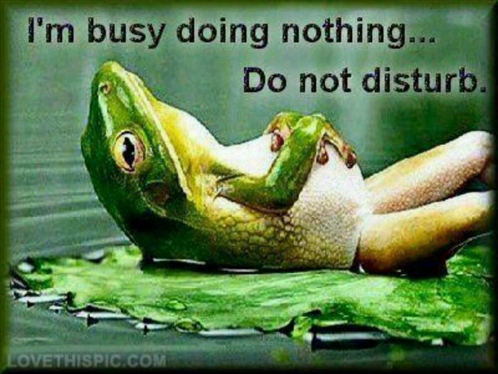 Groda ligger på rygg på näckrosblad med texten "I'm busy doing nothing... Do not disturb.