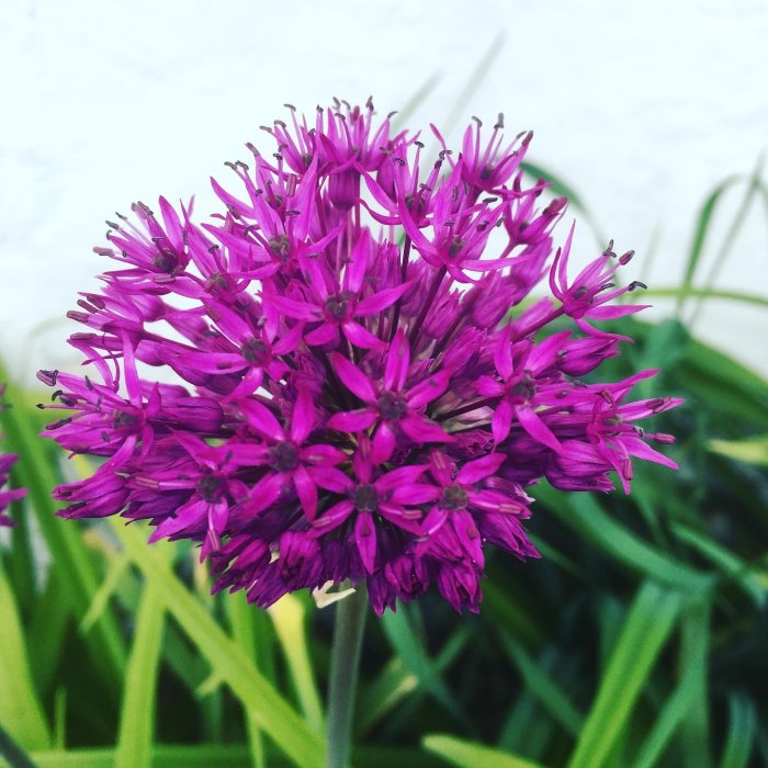 Ljuslylta blomma av Allium 'Purple Sensation' mot suddig grönska.