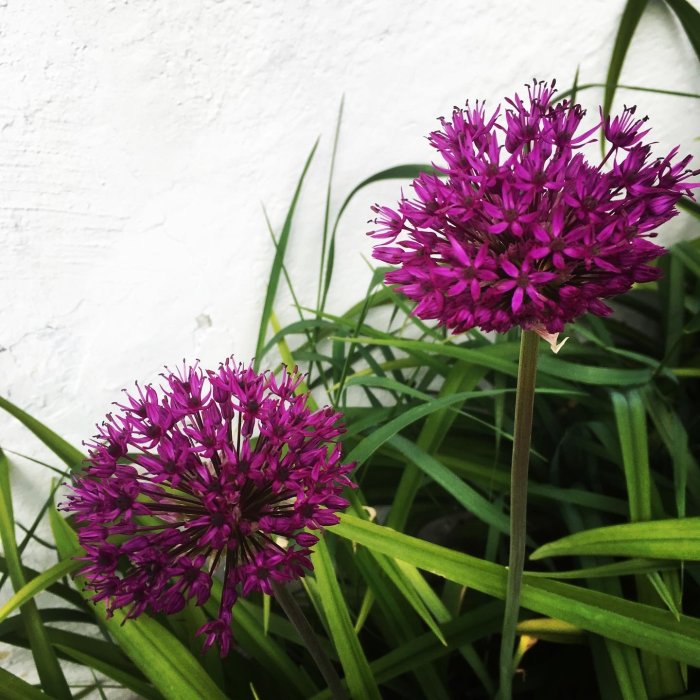 Två lila Allium 'Purple Sensation' blommor framför en vit vägg i en trädgård.