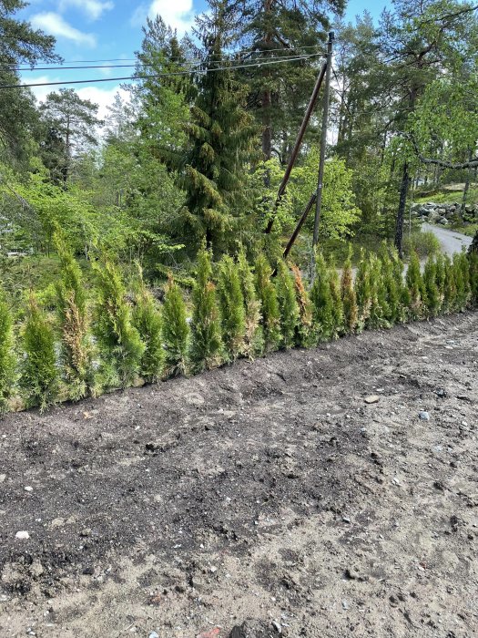 Rad med unga thujaväxter som ser risiga ut längs en jordig mark, delvis brunaktiga, i en solig trädgård.