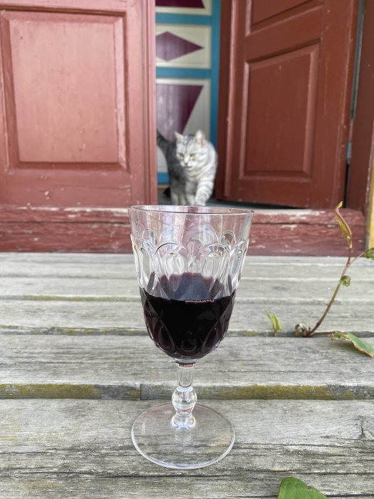 Ett glas vin på ett träbord med en suddig katt i bakgrunden vid en röd dörr.