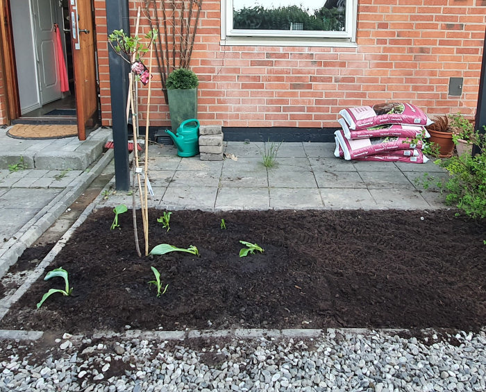 Nyplanterade små växter i en jordrabatt framför ett hus, med jordpåsar och vattenkanna i bakgrunden.