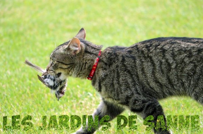 Katt med halsband som håller en liten fågel i munnen på en gräsmatta.