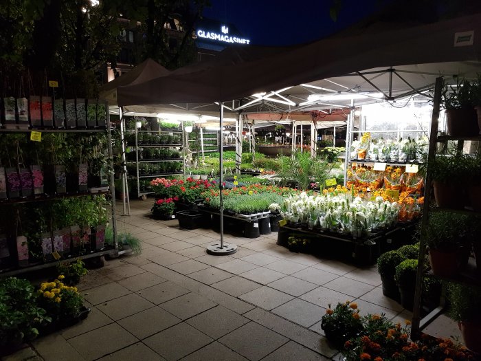 Blomsterstånd på Karl Johan-gatan i Oslo på kvällen, öde med belysta växter på hyllor.