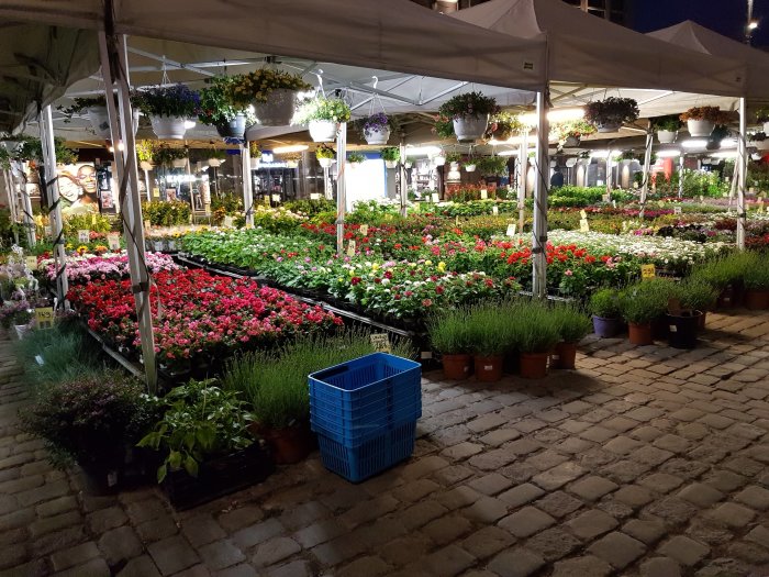 Blomsterstånd med färggranna blommor och växter på Karl Johan gata i Oslo på kvällen.