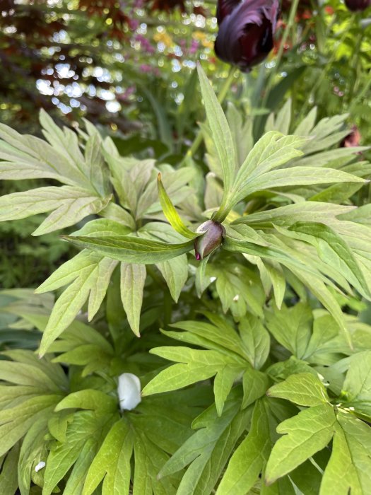 Pionplanta med oöppnad knopp och grön lövverk, troligen av arten Paeonia anomala, peregrina eller officinalis.