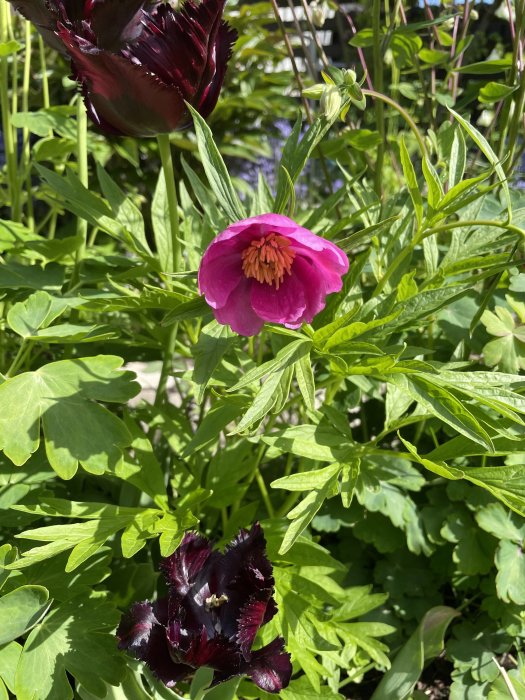 En rosa och en mörkröd pionblomma bland gröna blad, eventuellt av arterna Paeonia anomala eller peregrina.