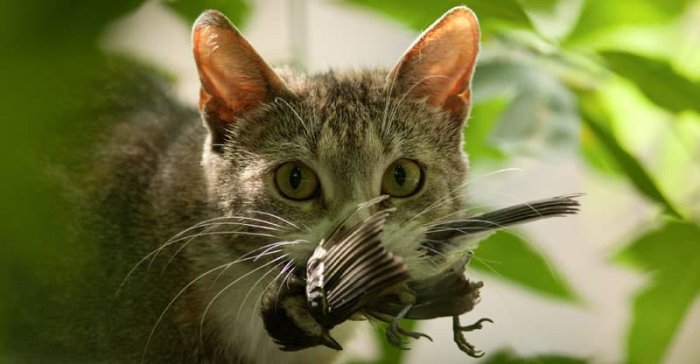 Katt med en fågel i munnen bland gröna blad, vilket illustrerar rovdjurets jaktbeteende.