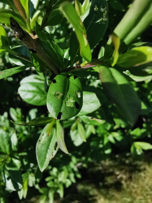 Ligusterblad med hål och svarta prickar, eventuella skador från insekter.