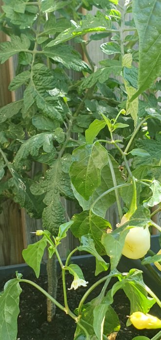 Tomatplantor med gröna blad och omogna frukter i en liten trädgård.