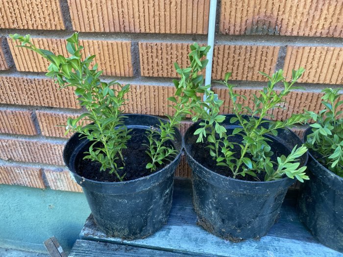 Klippta buxbomgrenar planterade i krukor för förökning, står mot en tegelvägg.