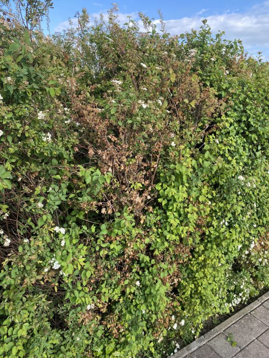 Häck med vissnade delar bland gröna löv och vita blommor.