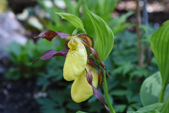 Närbild av en blommande Cypripedium 'Sunny' guckusko med gula och bruna markeringar på kronbladen.