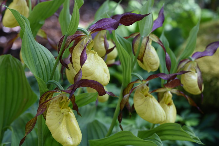 Blommande Cypripedium 'Sunny' guckusko orkidéer med gula kalkar och mörklila blad.
