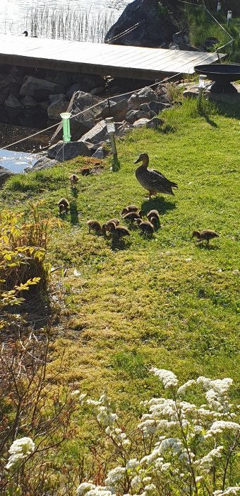 En andmamma med sina ungar går på en gräsmatta nära en brygga vid vattnet.