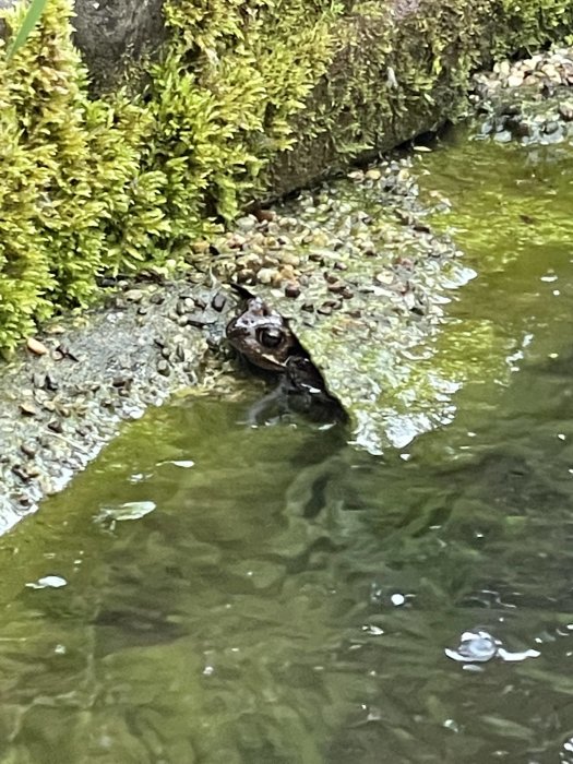 Grodhuvud som kikar upp ur vatten vid mossbeklädd dammkant.