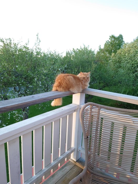 Röd katt som sitter på en balkongräcke med gröna träd i bakgrunden.