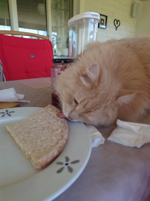 En ljus katt som slickar på en knäckemacka på ett köksbord med en syltburk i bakgrunden.