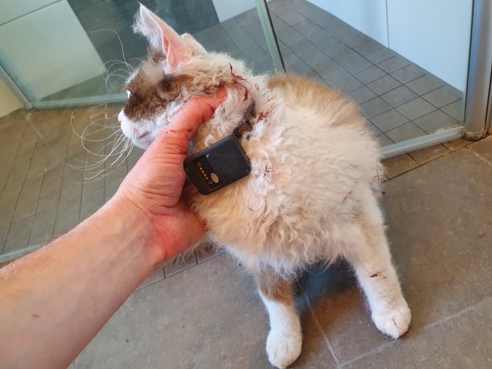 Vit katt med rödfärgade tassar och svans med GPS-halsband som hålls av en hand.