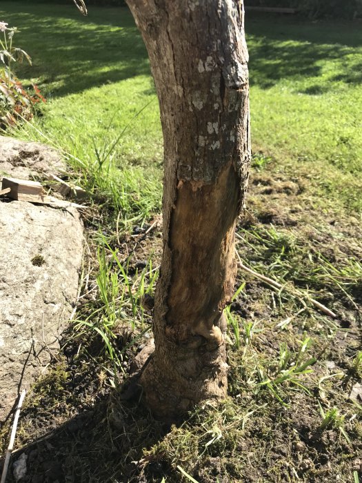 Blodlönn med skadad stam där barken har lossnat och blottat det underliggande veden.